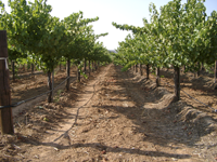 Crop protection for vineyards