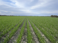 Crop
